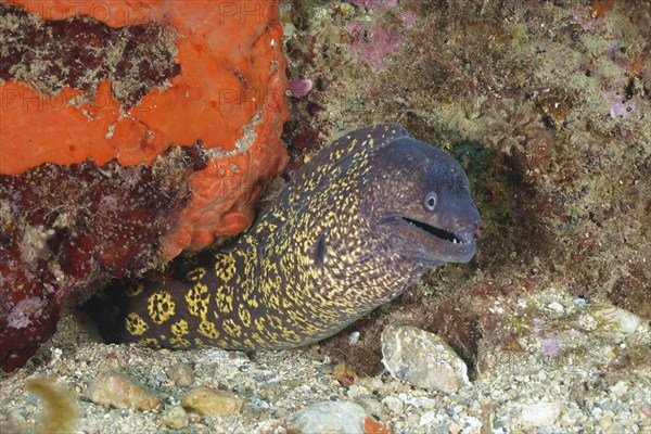 Curious Mediterranean moray eel (Muraena helena) peeking out of its rocky cave, dive site Cap de