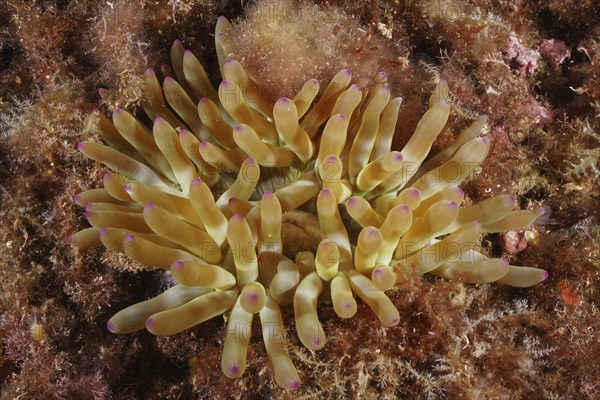 Yellow rock rose (Cribrinopsis crassa) with purple tips on sandy ground, diving site Cap de Creus