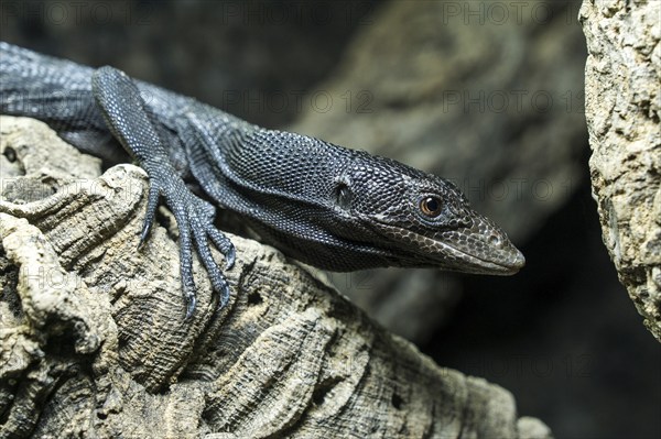 Black tree monitor (Varanus beccarii), captive, Germany, Europe