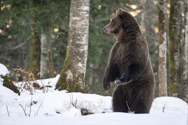 European brown bear (Ursus arctos arctos) in the forest, bear in the snow, winter, Notranjska