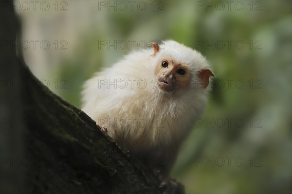 Silver monkey or silver marmoset (Mico argentatus, Callithrix argentata), captive, occurring in