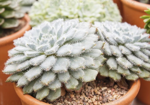 Beautiful succulent plant in greenhouse. Closeup, floral patterns, selective focus