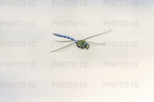 Imperial dragon (Anax imperator) in flight over a pond. Bas Rhin, Alsace, France, Europe