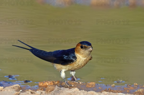 Red-rumped swallow (Hirundo daurica), Lesbos Island, Greece, Europsa, Europe