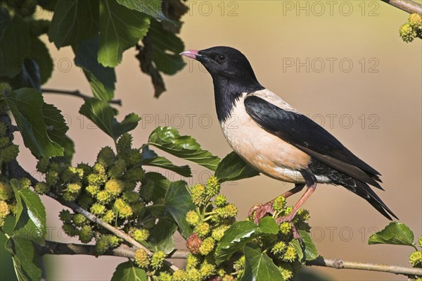 Rosy starling (Sturnus roseus), starling family, East River, Lesbos Island, Greece, Europe
