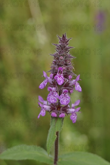 Hedge woundwort (Stachys sylvatica), inflorescence on a forest path, Wilnsdorf, North