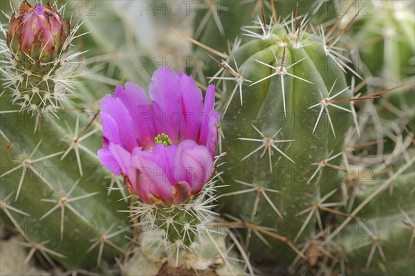 Hedgehog cactus (Echinocereus enneacanthus), flower, native to North America