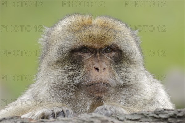 Barbary macaque (Macaca sylvanus), male, portrait, captive, occurring in Morocco, Algeria and