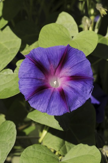 Purple morning glory (Ipomoea purpurea), flower, native to Mexico, ornamental plant, North
