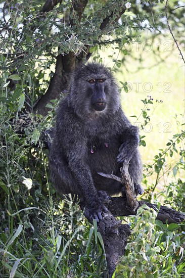 Portrait of Baboon (Papio anubis), female, Serengeti National Park, Tanzania, Africa