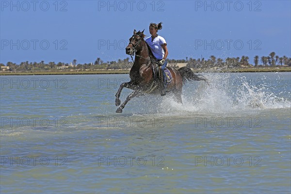 Riding holiday, Djerba, Tunisia, swimming with horses, riding, sea, Africa