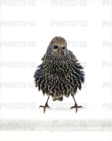 Starling (Sturnus vulgaris) in a white plumage, bird, frontal view, standing, fluffed up up,