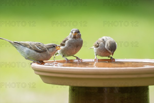 House sparrows (Passer domesticus) standing on a bird bath and drinking water, Lower Saxony,