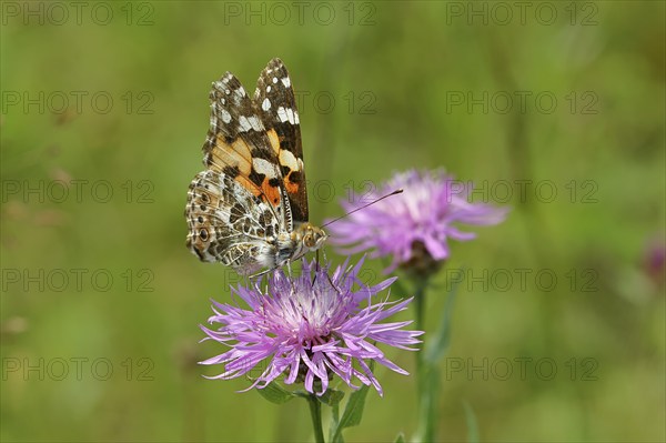 Thistle butterfly (Vanessa cardui, Cynthia cardui) on flower of the meadow knapweed (Centaurea