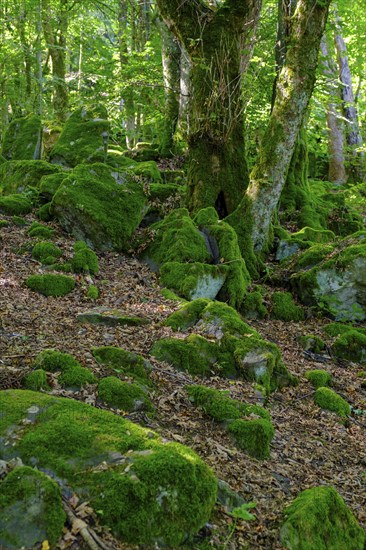 Block heap, in the mountain forest, Milseburg, near Hofbieber, Kuppenrhön, Rhön, Hesse, Germany,
