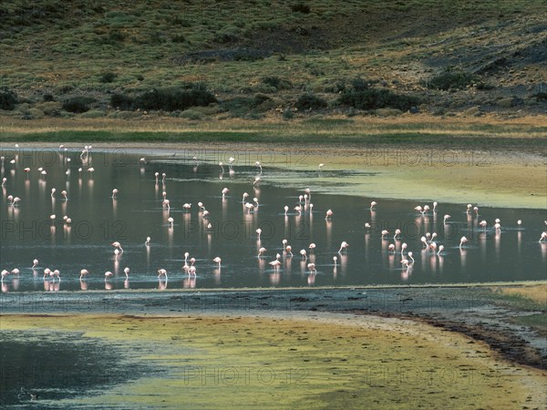 Flamingos (Phoenicopteridae) standing in the water, Torres del Paine National Park, Patagonia,