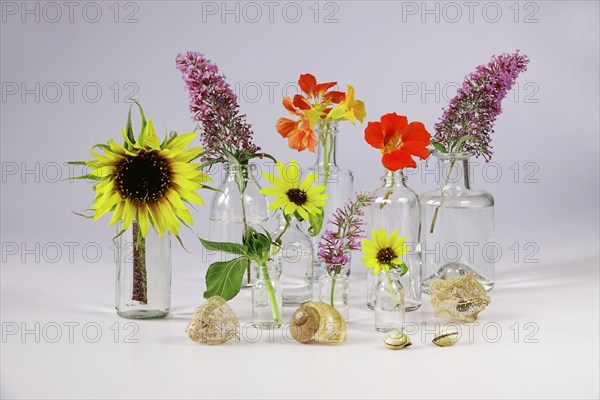 Still life with glasses and garden cress, sunflowers, Germany, Europe