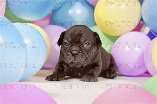Cute small black French Bulldog dog puppy between colorful balloons