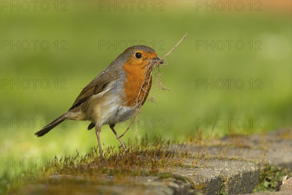 European robin (Erithacus rubecula) adult bird in a garden with nesting material in its beak in