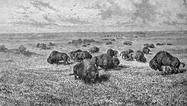 Bison herd in the prairie of the Northwest of America, 1880, Historical, digital reproduction of an