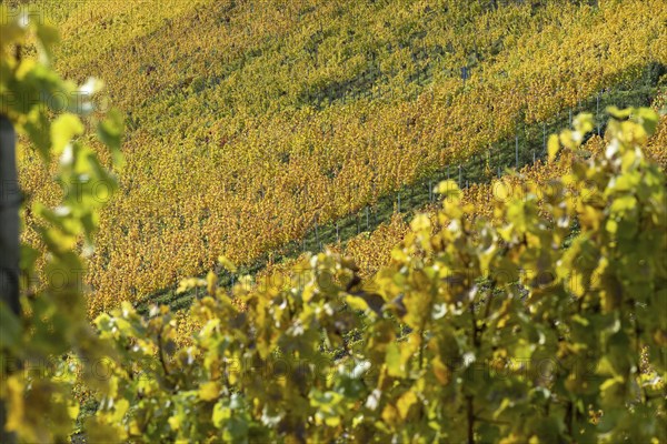 Vineyards in autumn, Rotenberg, Stuttgart, Baden-Württemberg, Germany, Europe