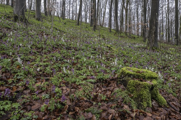 Hollow larkspur (Corydalis cava), Bad Iburg, Lower Saxony, Germany, Europe