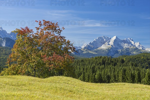 Humpback meadows between Mittenwald and Krün, Werdenfelser Land, behind it the Zugspitze, 2962m,