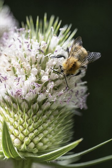 Early bumblebee (Bombus pratorum) on teasel (Dipsacus sylvestris), Emsland, Lower Saxony, Germany,