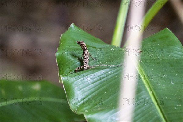 Striped Anolis (Anolis) sitting on a leaf, Osa Peninsula, Puntarena Province, Costa Rica, Central