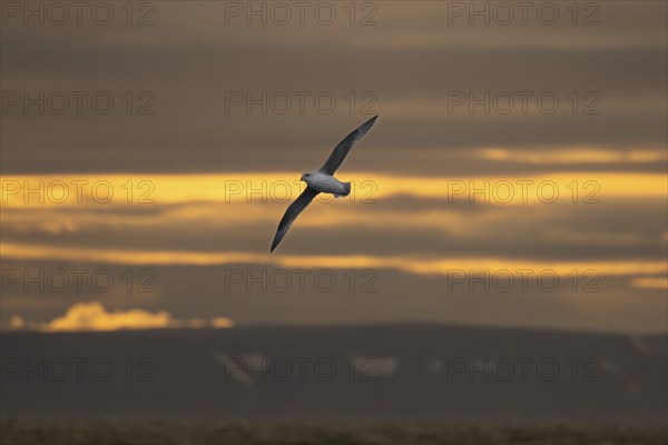 Northern fulmar, sea near Boltodden, Spitsbergen, Svalbard, Norway, Europe