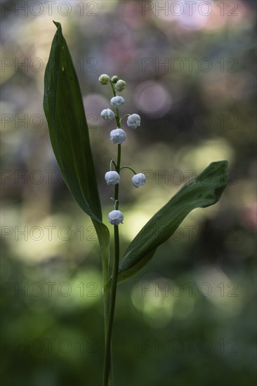 Lily of the valley (Convallaria majalis), Emsland, Lower Saxony, Germany, Europe