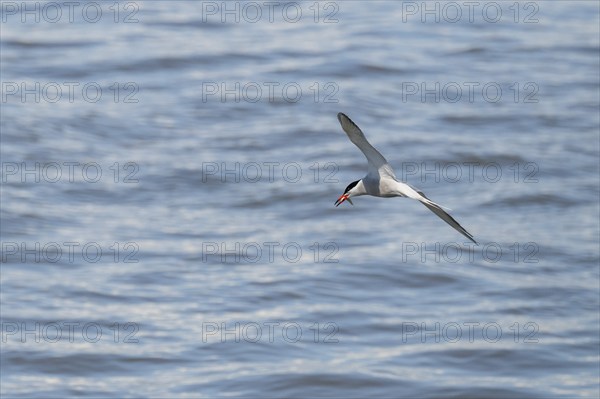 Arctic Arctic Tern (Sterna paradisea) with fish prey in its beak, in flight, Wadden Sea, North