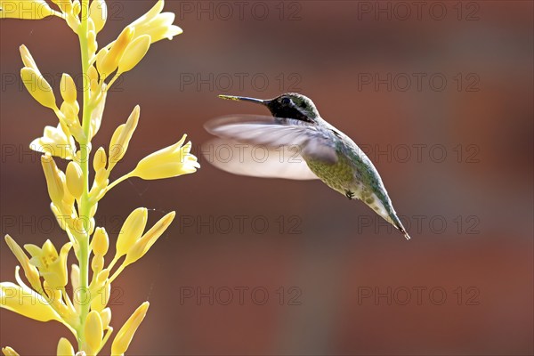 Anna's hummingbird (Calypte anna), adult, flying, on flower, foraging, Sonoran Desert, Arizona,