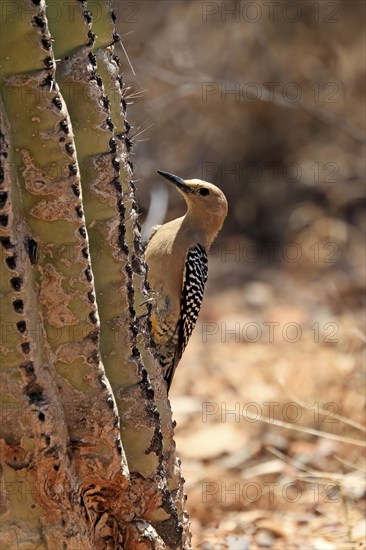 Gila woodpecker (Melanerpes uropygialis), adult, female, on saguaro cactus, Sonora Desert, Arizona,