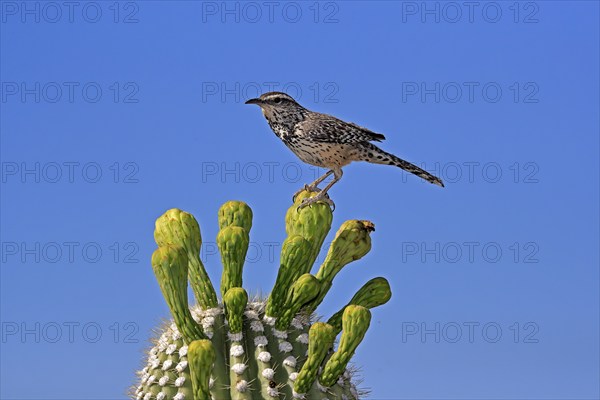 Cactus wren (Campylorhynchus brunneicapillus), adult, on saguaro cactus, Sonoran Desert, Arizona,