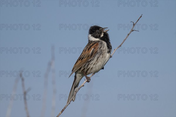 Reed bunting (Emberiza schoeniclus), male sitting on a branch and singing, animal portrait, Bagges