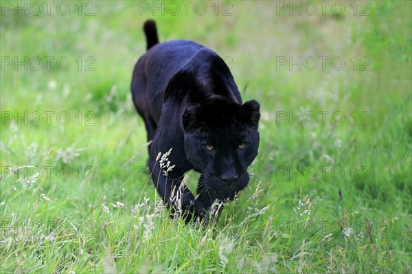 Jaguar, Black panther (Panthera onca), adult stalking, alert, South America
