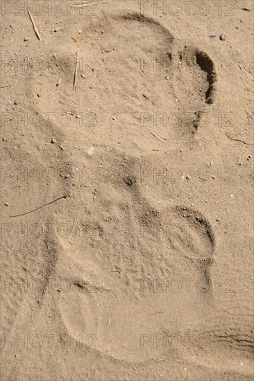Track of a black rhino (Diceros bicornis) in the sand, Huab Conservancy, near Khorixas, Kunene