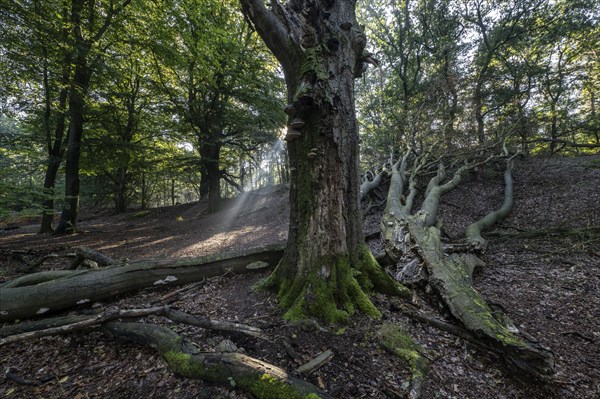 Tinder fungus (Fomes fomentarius) on dead copper beech (Fagus sylvatica) in a forest, Emsland,
