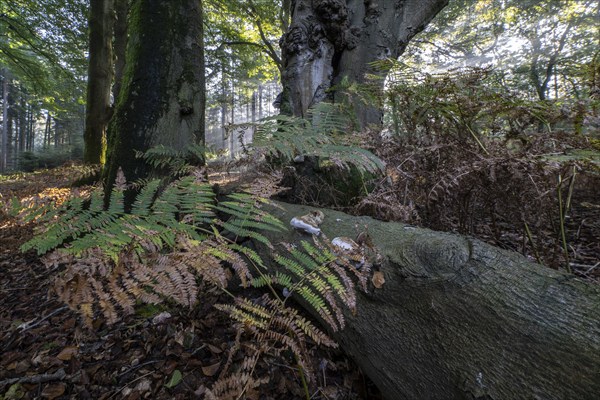 Bracken fern (Pteridium aquilinum) and tinder fungus (Fomes fomentarius) in a light-flooded beech