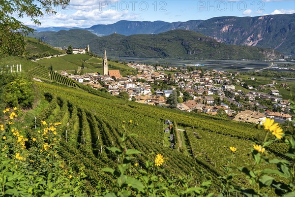 Wine-growing, in the Adige Valley, near the village of Tramin on the wine road, view from the