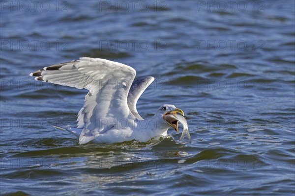 European herring gull (Larus argentatus) swallowing big fish while swimming at sea