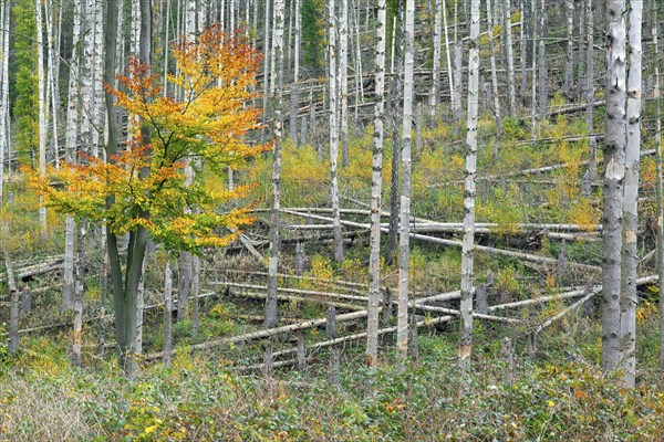 Regrowth of beech trees among dead spruce tree trunks, destruction in forest caused by European