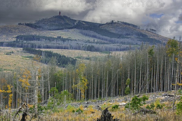 Dead spruce trees, destruction in forest caused by European spruce bark beetle (Ips typographus)