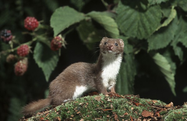 Least weasel (Mustela nivalis) hunting in woodland