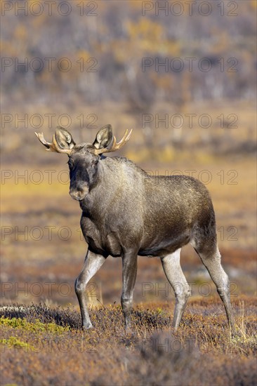 Moose, elk (Alces alces), young bull, male with small antlers foraging on the tundra in autumn,