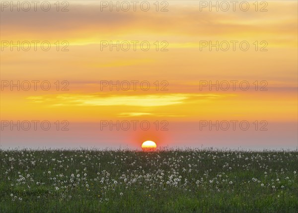 Meadow with fruit stands of the common dandelion (Taraxacum sect. Ruderalia), dandelions, at