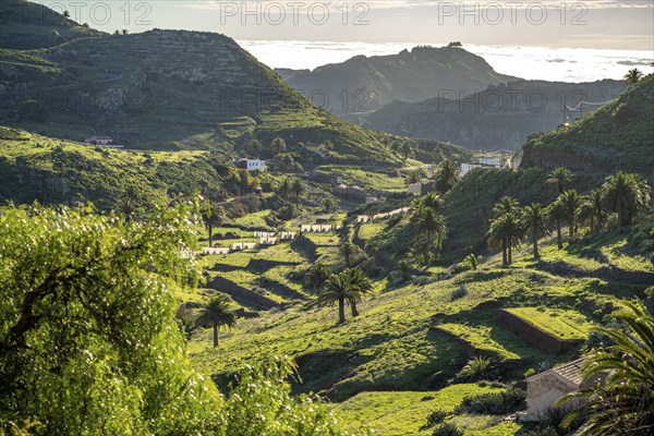 Landscape in the valley of Arure, La Gomera, Canary Islands, Spain, Europe