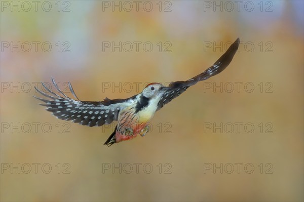 Middle Spotted Woodpecker (Dendrocopos medius), in flight, wildlife, woodpeckers, nature