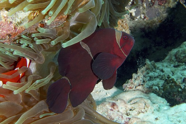 A red velvet anemonefish, spiny anemonefish (Amphiprion biaculeatus) swimming between the tentacles